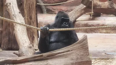 Výlet do Zoo Praha